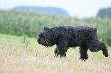 BOUVIER DES FLANDRES 412